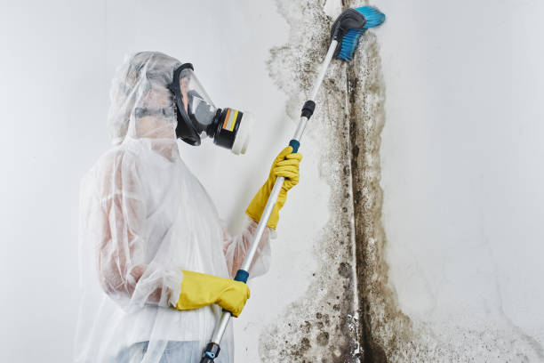 Attic Mold Removal in Harrison, OH