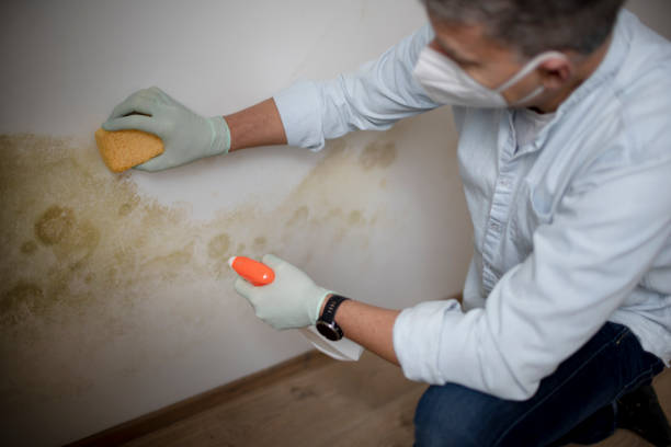 Mold Removal Process in Harrison, OH