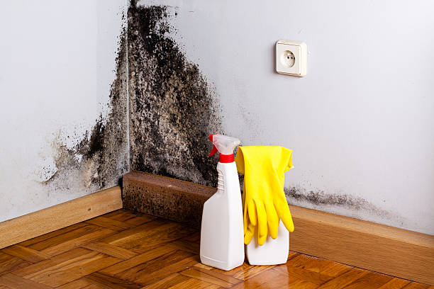 Crawl Space Mold Removal in Harrison, OH