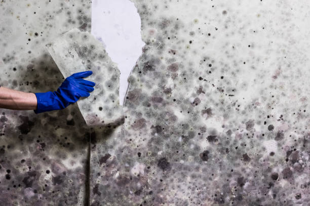 Attic Mold Removal in Harrison, OH